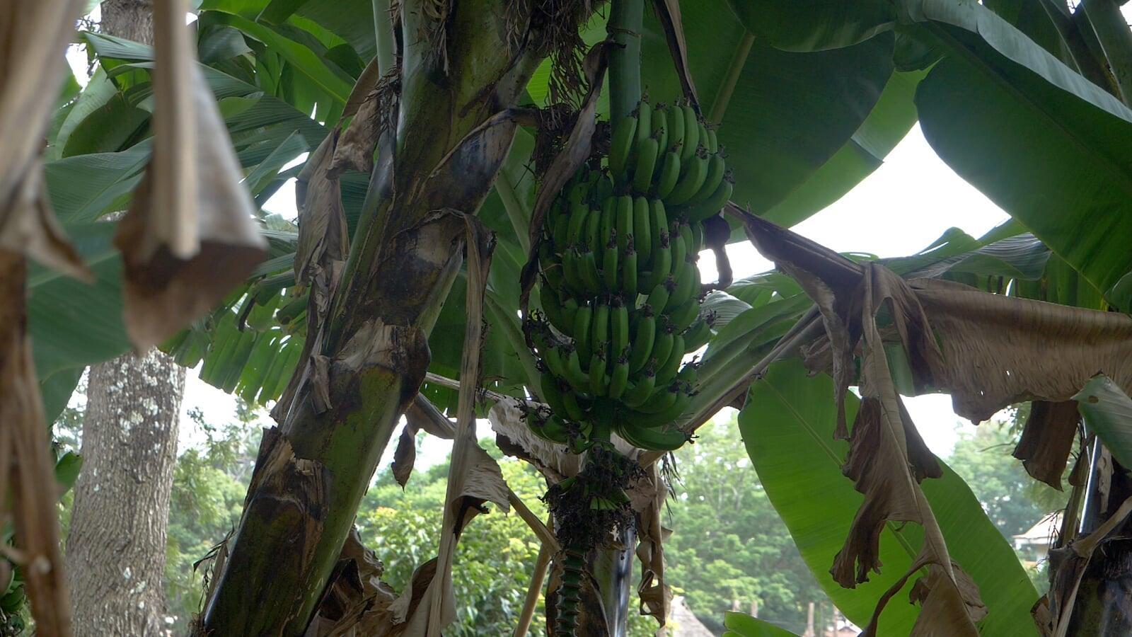 Greening the Atolls: The Pervasive Benefits of Planting Trees in Kiribati